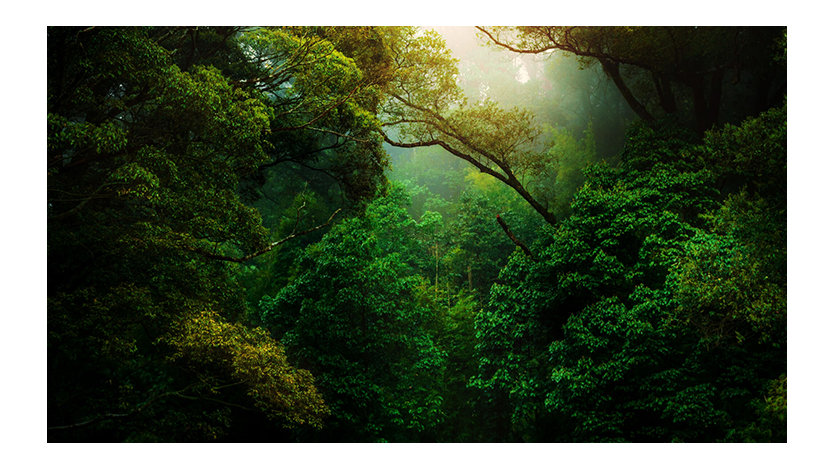 Primer plano de un bosque verde oscuro